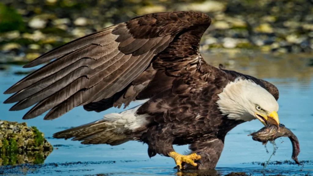 The Enigmatic Hancock Bird